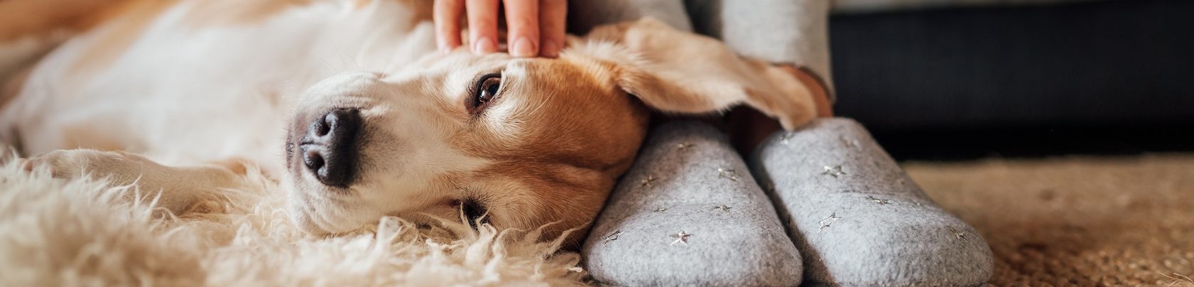 Beagle dog female owner caress stroking her pet lying on the back on natural stroking dog on the floor and enjoying the warm home atmosphere.