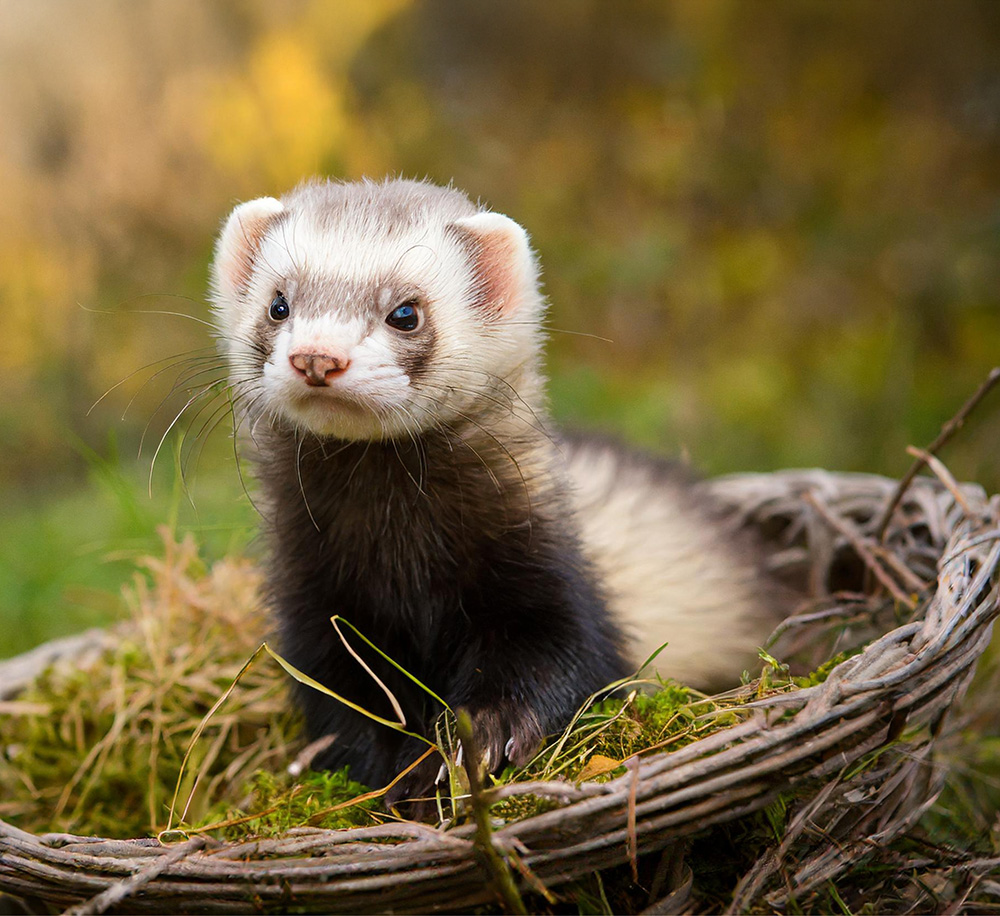 A ferret sitting in a basket.