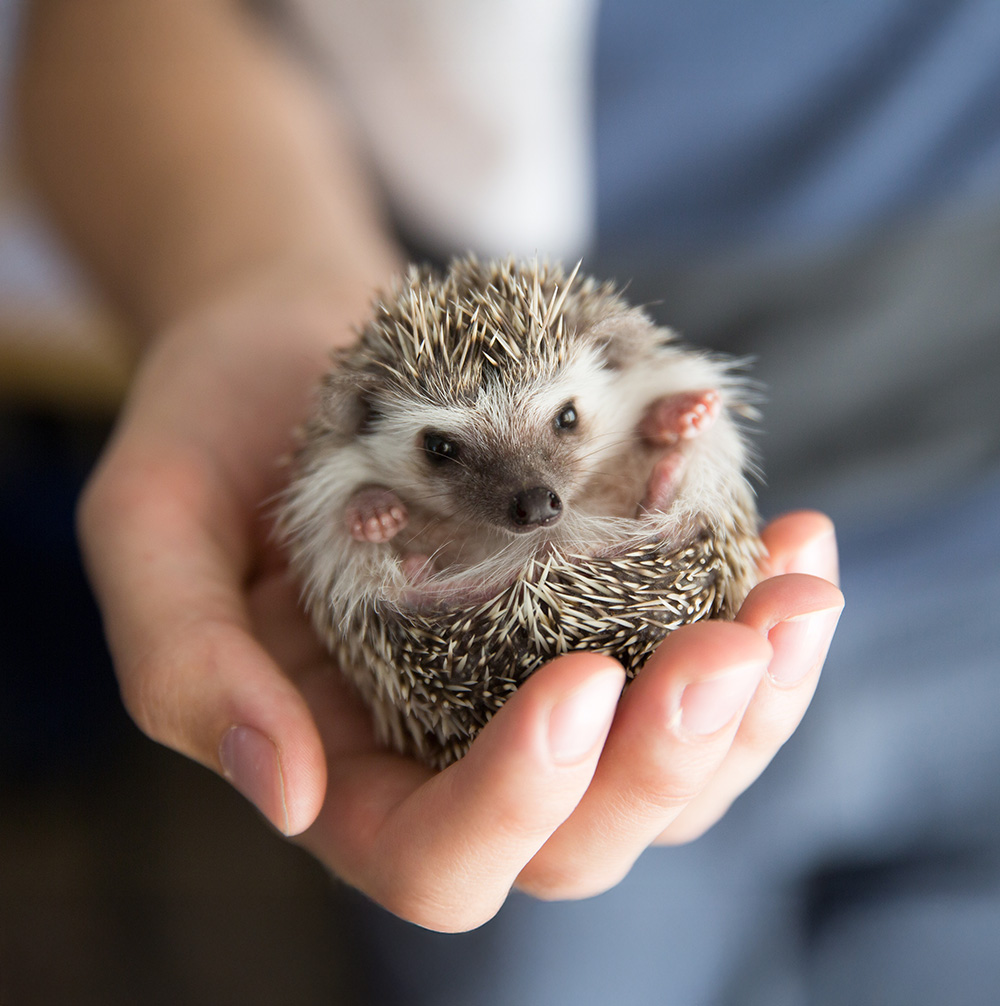 Someone holding a hedgehog.